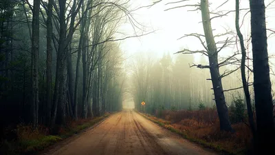 Обои Дорога, лес, деревья, горы 1920x1200 HD Изображение
