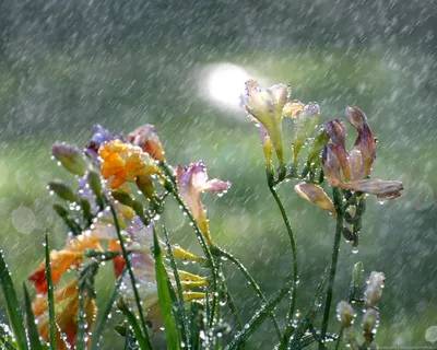 Дождь и солнце картинки - 67 фото