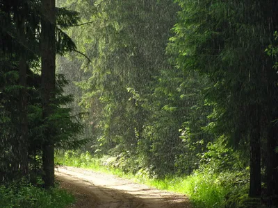 Сильный дождь в лесу, чтобы расслабиться и сна звучит интенсивные капли  воды без грома - YouTube