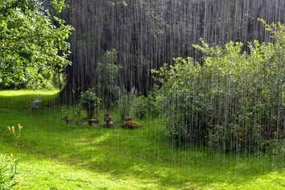 Природа. Дождь. | \"Просто\" обо всем | Дзен