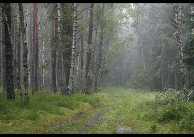 Дождь в лесу / Дождь