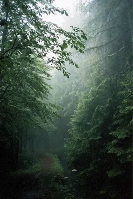 Дождь в лесу летом - 69 фото