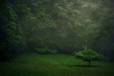 Весенний Дождь Лесу Свежие Ветви Бутона Молодые Листья Каплями Дождя  стоковое фото ©xload 352828632