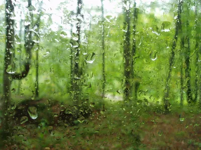 Дождь В Лесу Дорога С Лужами И Грязью В Лесу Во Время Дождя — стоковые  фотографии и другие картинки Ель - iStock