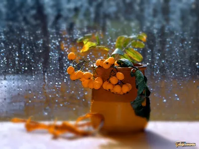 Дождь за окном на фоне заката Дождь падает на стекле во время дождя Закат за  окном во время дождя Яркая текстура Стоковое Изображение - изображение  насчитывающей сторонника, небо: 169705029