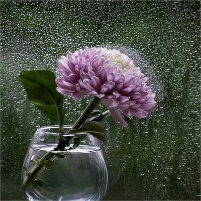 Картинки по запросу летний дождь за окном | Fotos de chuva, Flores  fotografia, Flores bonitas