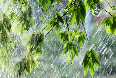 дождь за окном фотография Stock | Adobe Stock