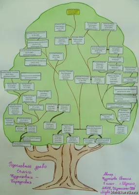 Как сделать генеалогическое древо: инструкции и шаблоны