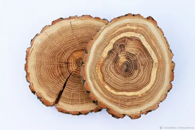 Спил дуба №2 размер 86*75*7 - Экодизайн, мебель из дерева, древесина