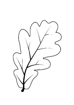 дубовый лист. схема иллюстрации дуба листьев Иллюстрация штока -  иллюстрации насчитывающей силуэт, изолировано: 260962994