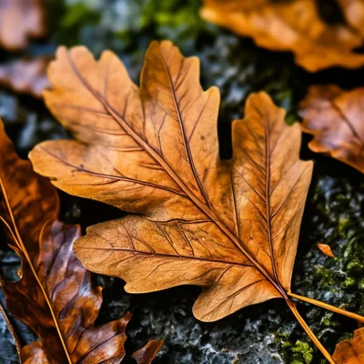 Дубовые листья осенью рисунок - 54 фото
