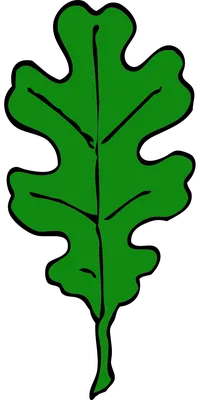 Дуб дубовый лист осенью падает изолированные сухие листья Иллюстрация  вектора - иллюстрации насчитывающей эко, реалистическо: 212490818