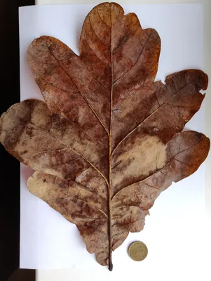 Гигантский дубовый лист | Пикабу