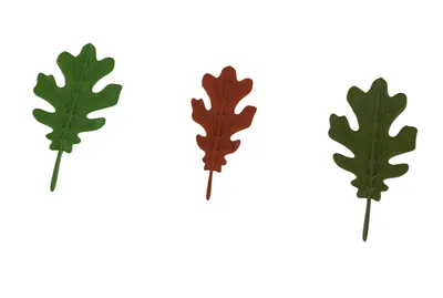 7 полезных свойств дубовых листьев
