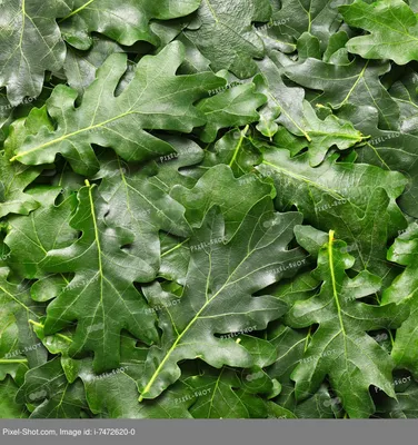 Бесплатный oak leaf Векторный файл | FreeImages