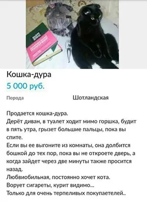 Кошка-дура, грызет пальцы” — как работает “маркетинг низких ожиданий” | by  Linor Goralik: The Content is The Queen | Medium