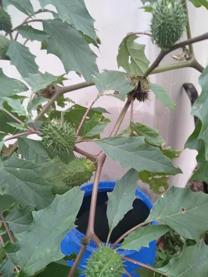 MW0499200, Datura stramonium (Дурман вонючий, Дурман обыкновенный), specimen