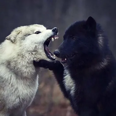 Два волка , один белый с красными …» — создано в Шедевруме