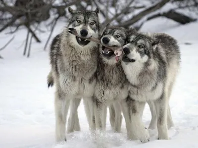 Внутри тебя живут два волка. Кого из них ты кормишь - тот и побеждает. | М  О Т И В А Т О Р | Дзен