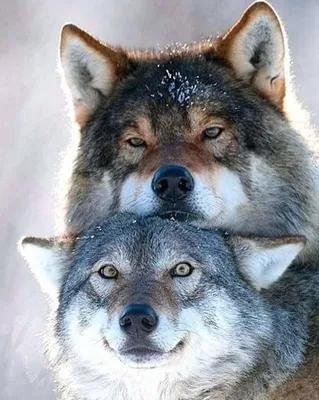 2 волка, один чёрный с голубыми …» — создано в Шедевруме