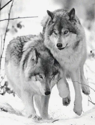 два волка смотрят взад и вперед на камеру, два волка, Hd фотография фото,  глаз фон картинки и Фото для бесплатной загрузки