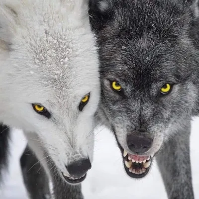 В лесах Тамбовской области остались только два волка — РБК