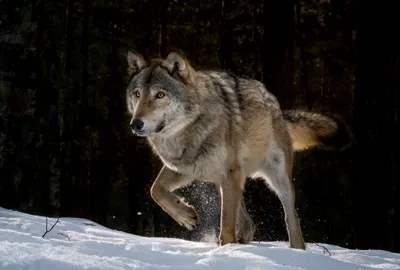 Волки Canis Lupus Два Волка - Бесплатное фото на Pixabay - Pixabay