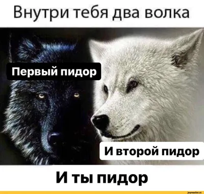 Минувшей ночью в посёлке Ис снова были замечены два волка - ВЕДОМОСТИ Урал  - Новости Екатеринбурга и Свердловской