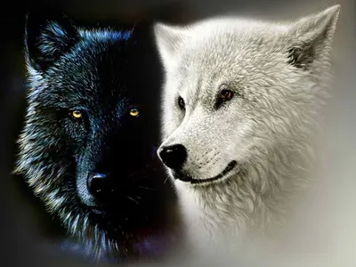 2 волка вытаращить умышленно Стоковое Фото - изображение насчитывающей  мясоед, взорвать: 83154698