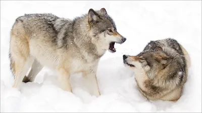 Вышивка Два волка