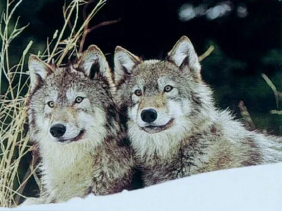 2 волка в зиме стоковое фото. изображение насчитывающей ангстрома - 28464122