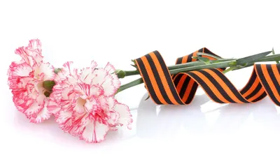 Ветка гвоздики. 3 цветка 2 бутона купить по выгодной цене в  интернет-магазине KALINA