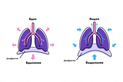 Откройте для себя диафрагмальное дыхание! - Meditopia Blog