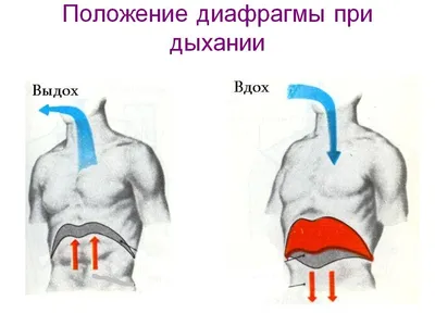 Дыхание. Типы и виды дыхания, значение дыхания