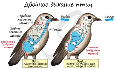 Мольбертыч - Дыхание свободы