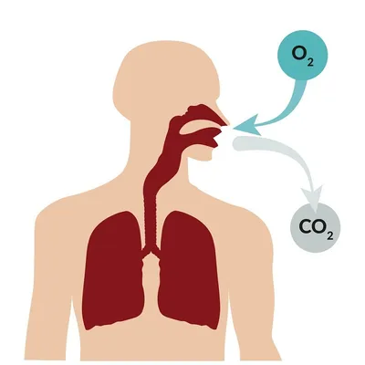 Какое дыхание является для нас оптимальным выбором и почему