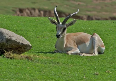 Джейран (Gazella subgutturosa) - Goitered gazelle | Film Studio Aves -  YouTube