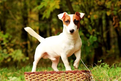 Джек-рассел-терьер - щенок породы, фото и описание | Вес, размер и окрас |  Pet-Yes