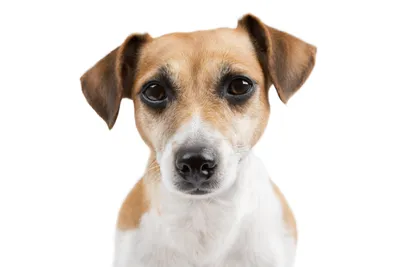 Собака Джек Рассел Терьер Животное - Бесплатное изображение на Pixabay -  Pixabay