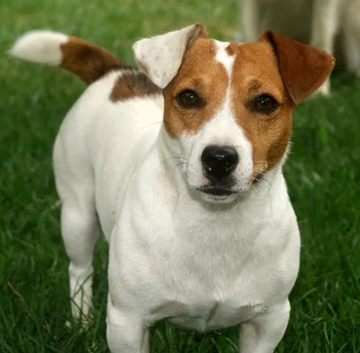 Собака Джек-Рассел Терьер - Бесплатное фото на Pixabay - Pixabay