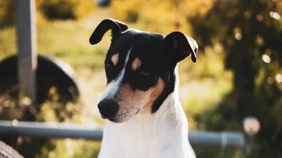 Картинка животное Джек-рассел-терьер Собаки Новый год Лапы 5000x5000