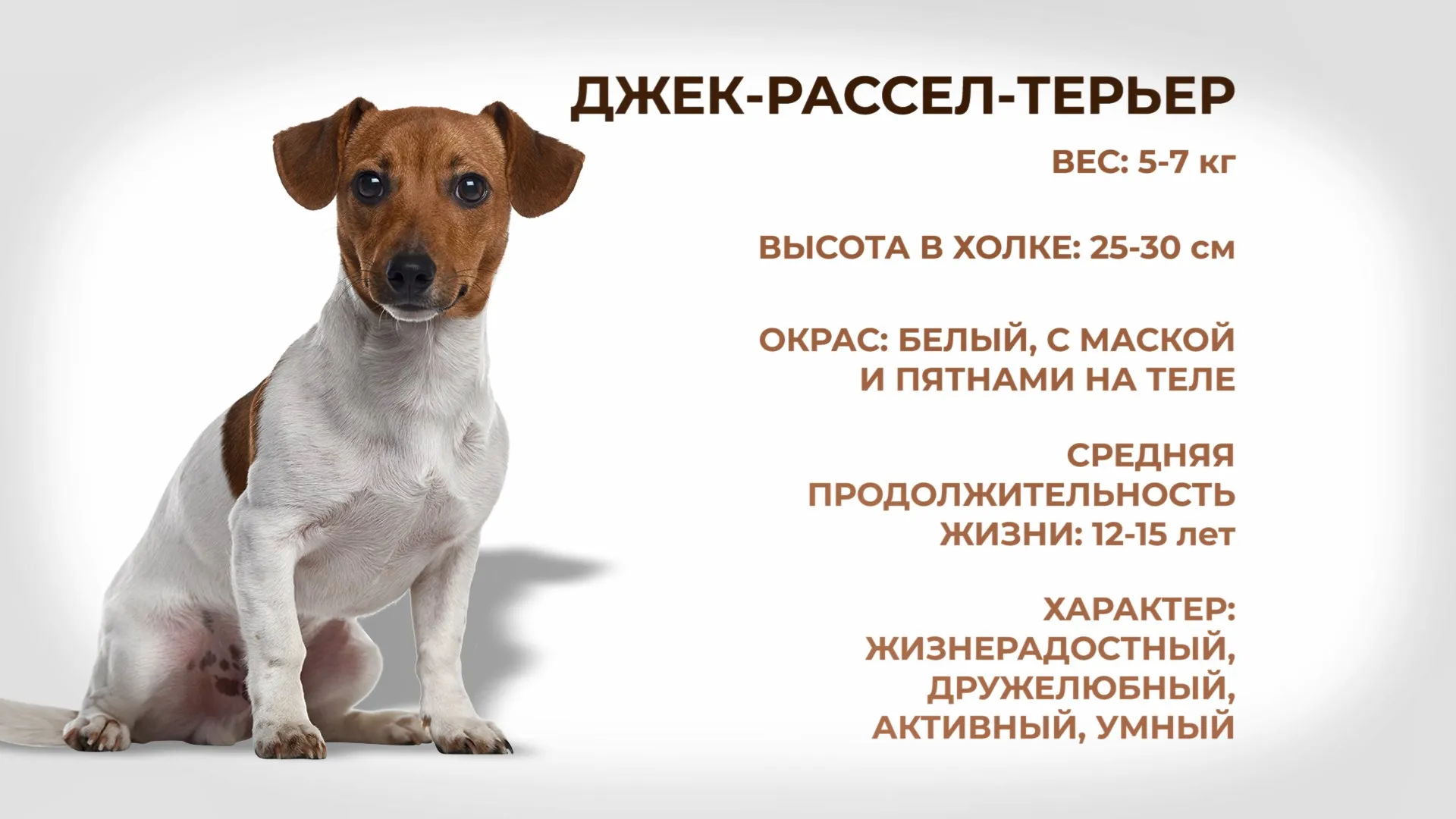 Купить Щенка Мини Джек Рассел