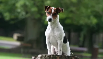 Уход за щенком джек-рассел терьера | Royal Canin