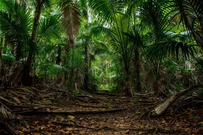5 лучших локаций для отдыха в джунглях