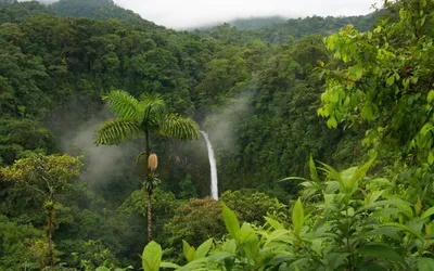 Жизнь в джунглях - Интернет-журнал «Живой лес»