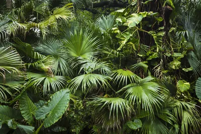 Джунгли Амазонии в Боливии: Лас Пампас де Якума и Сельва Мадиди