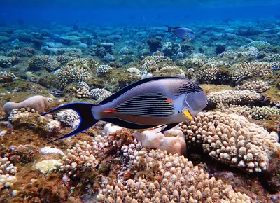 Опасное Красное море. Почему не закрыли пляжи Хургады в Египте, где акула  загрызла туристку. Мы недавно там побывали, делимся впечатлениями. | Мир в  кармане. | Дзен