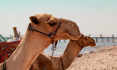 Египет хургада пляжи (73 фото) - 73 фото