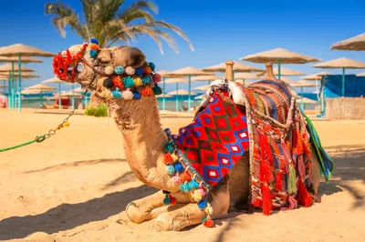 От Каира до Хургады за 8 дней (Тур в Египет с отдыхом на пляже Красного  моря и посещение таинственной пирамиды в некрополе Саккара, 8 дней + авиа)  - Египет