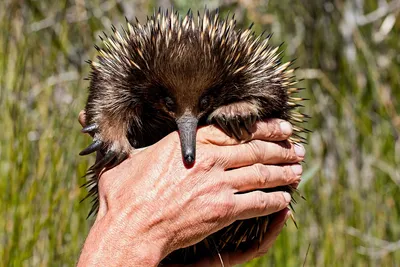 Ехидна: несколько интересных фактов о необычном животном из Австралии |  Пикабу